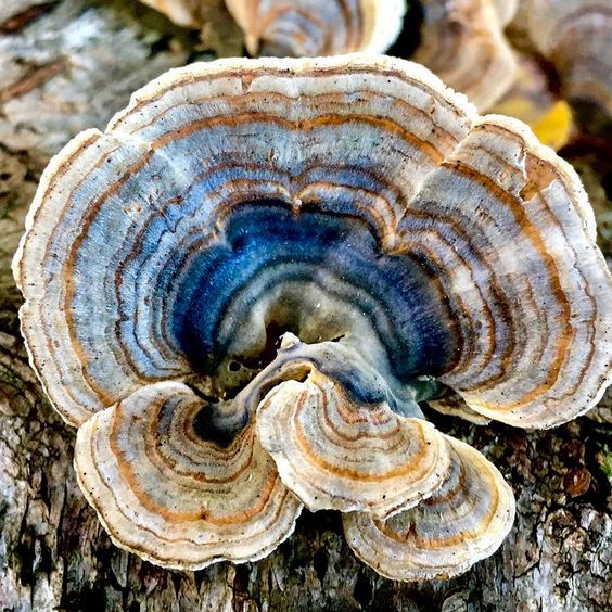 Turkey Tail - 120 Capsules