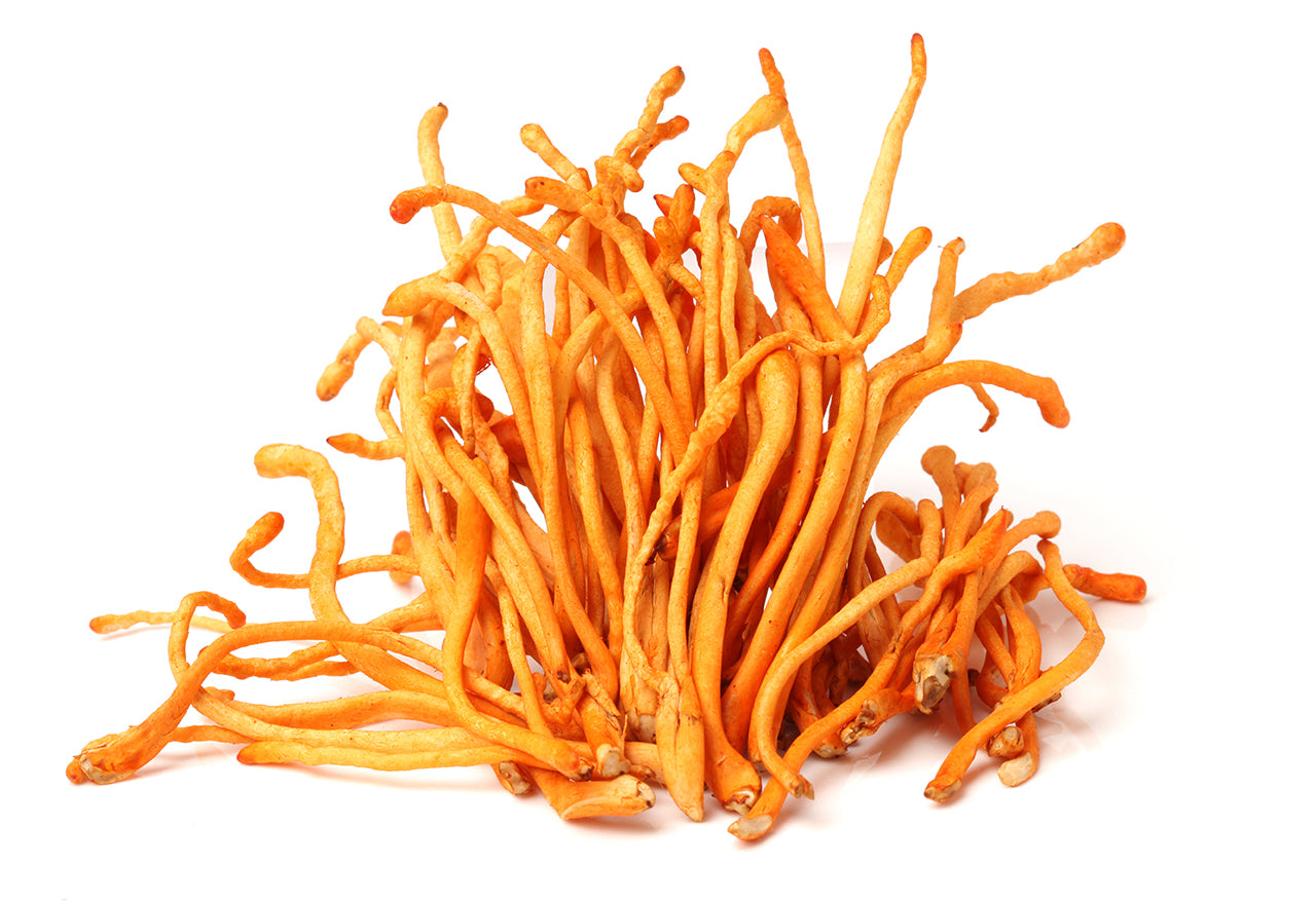 Cordyceps - 120 Capsules